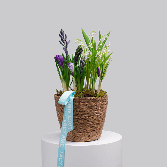 Первоцветы №7