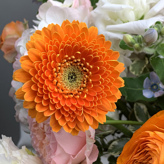 птичьи трели