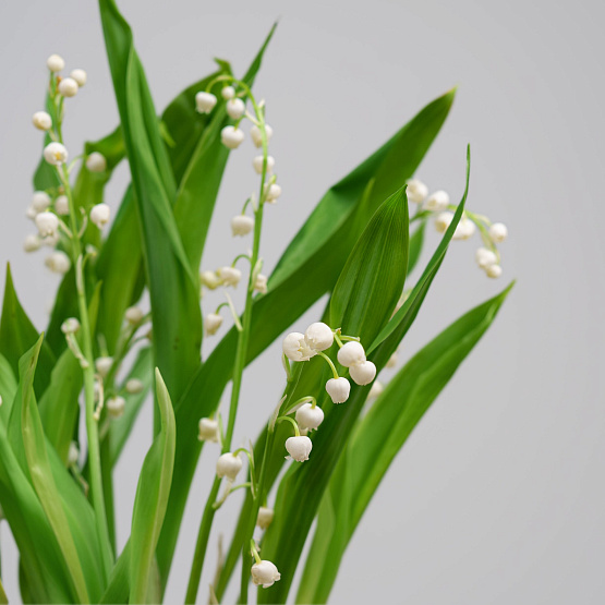 Первоцветы №2