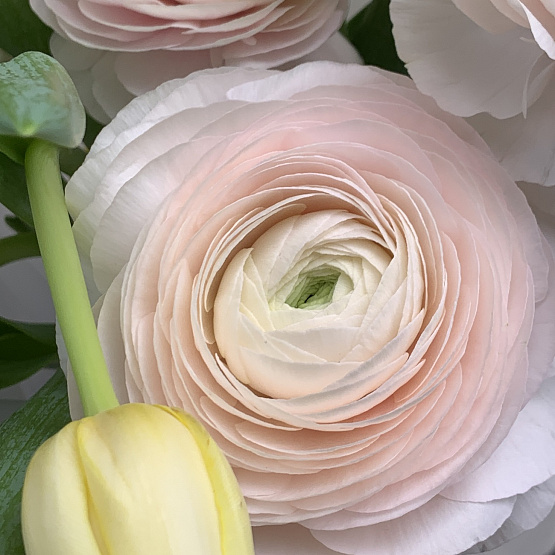 Лучистый свет