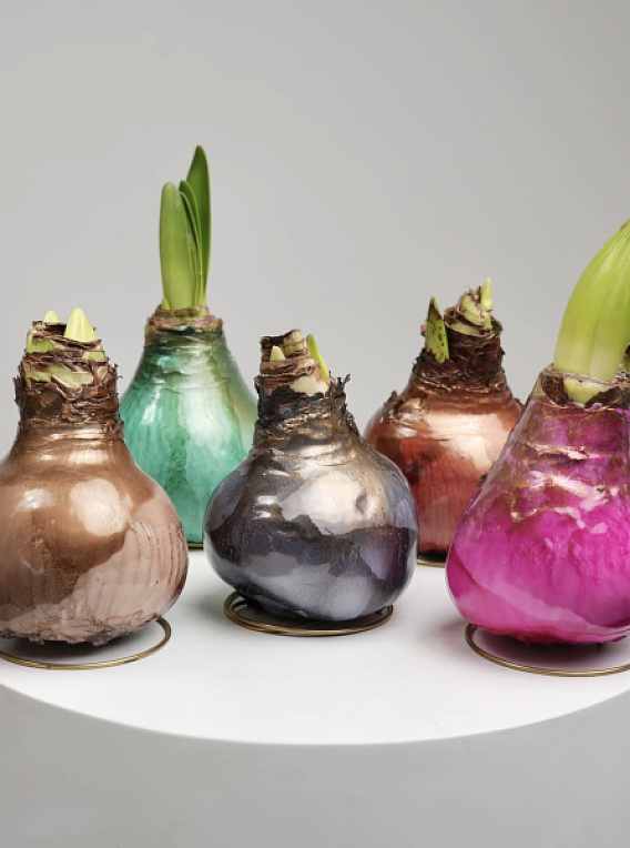 Луковица амариллиса в воске