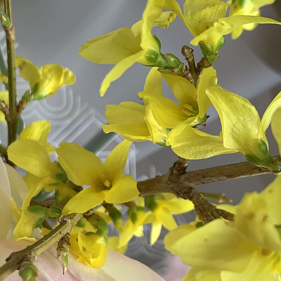 Весеннее цветение