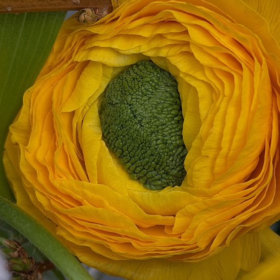 Предвосхищение весны 