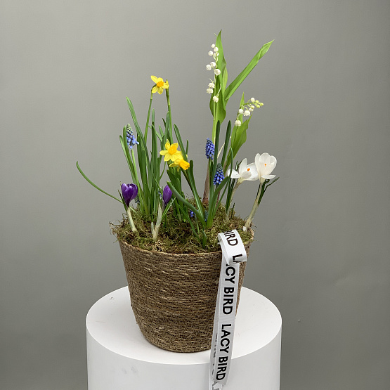 Альпийский луг