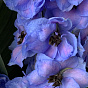  Ледяной лайм