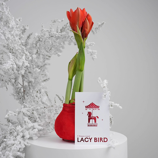 Амариллис в воске (1 шт.)