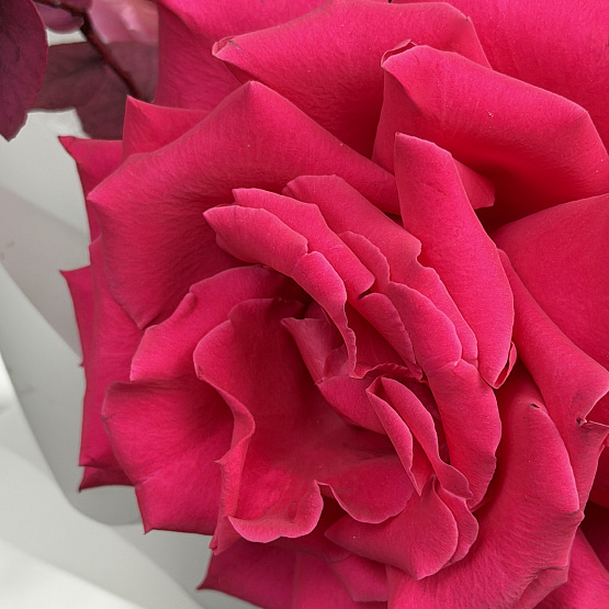 Любимые краски