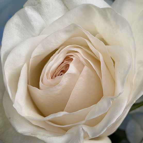 Морской бриз