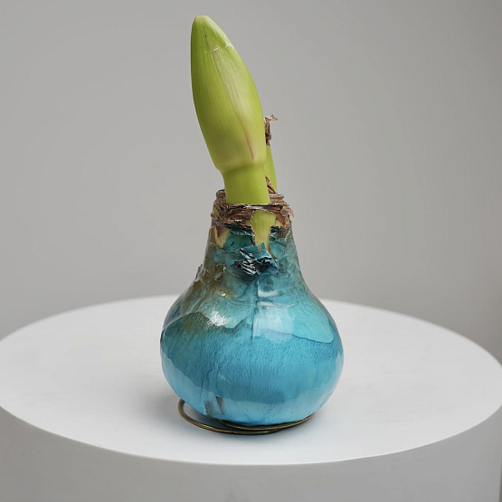 Луковица амариллиса в воске