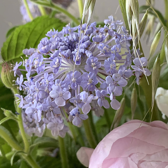 Нежное вдохновение