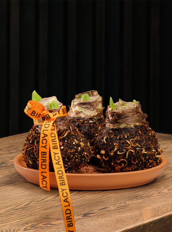 Композиция с амариллисами в воске «Пряности и сладости»