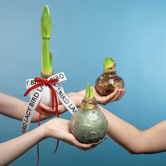 Луковица амариллиса в воске