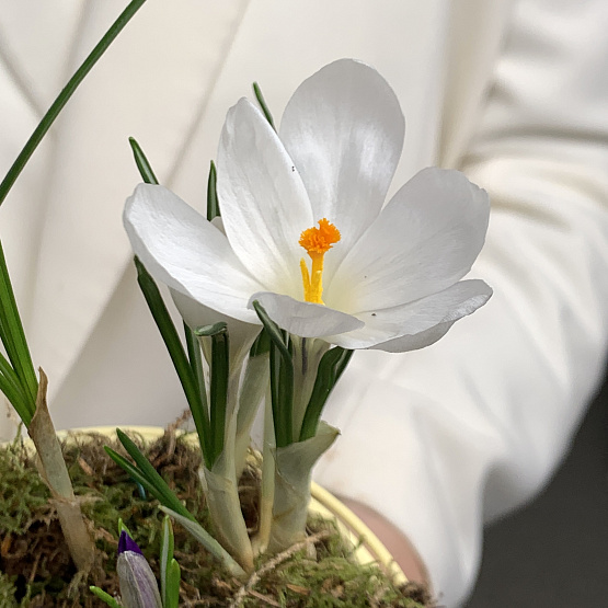 звонкая капель