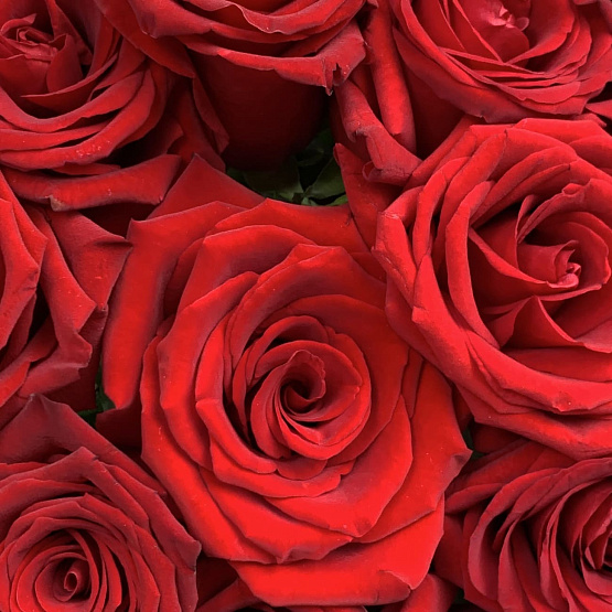 Алая сказка