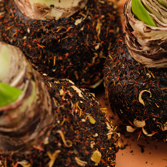 Композиция с амариллисами в воске «Пряности и сладости»