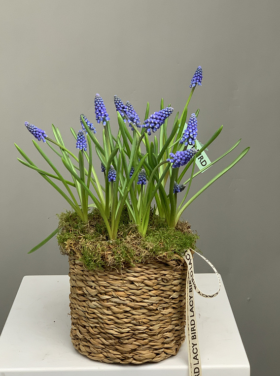 Весенний мотив 