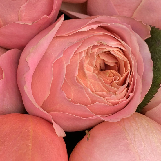 Моно букет из пионов дней розы Сикрет гарден