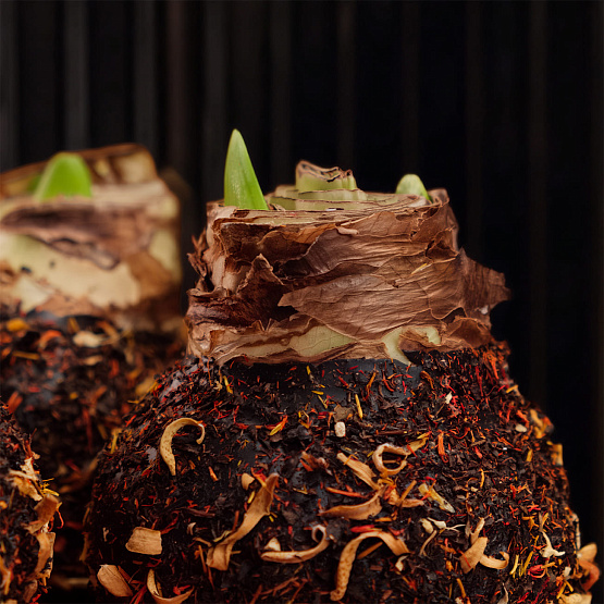 Композиция с амариллисами в воске «Пряности и сладости»