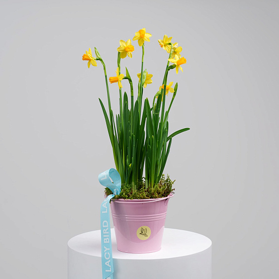 Первоцветы №1