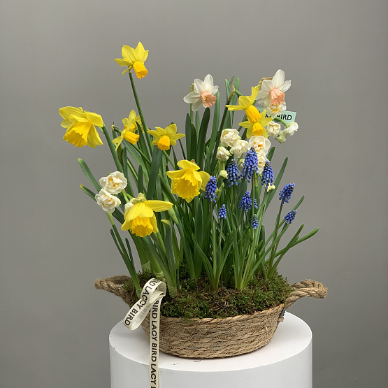 Нежные бутоны 