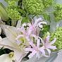 Мятная лилия 