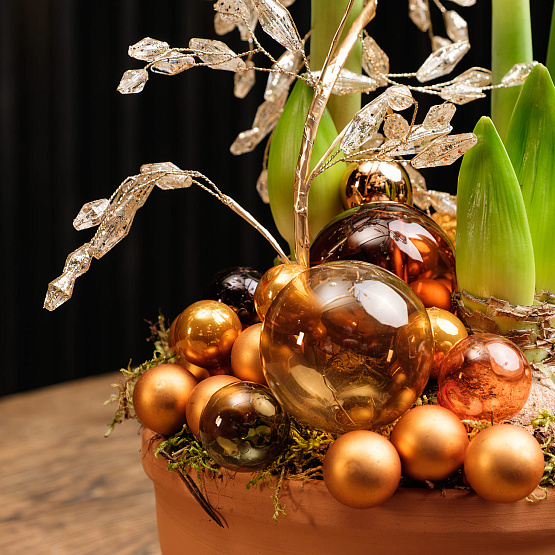 Композиция с амариллисами «Пряности и сладости»