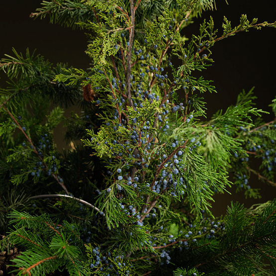 Бидон «Тайны леса» M