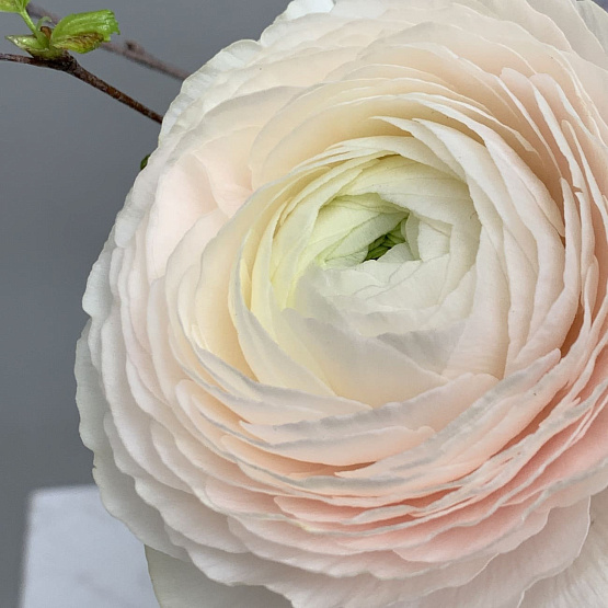 Хокку о весне