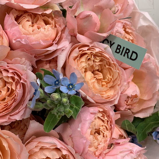 Мелодия весны