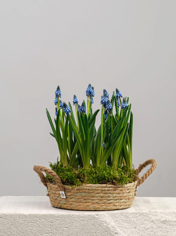 Первоцветы в корзине №4