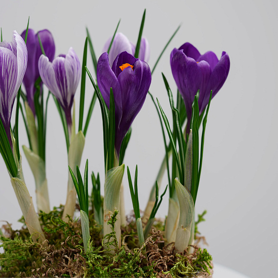 Первоцветы №5