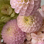 Wild water lilies