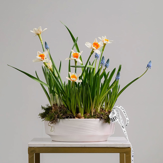 Первоцветы в кашпо