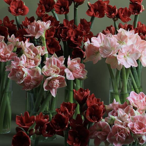 Амариллис в воске