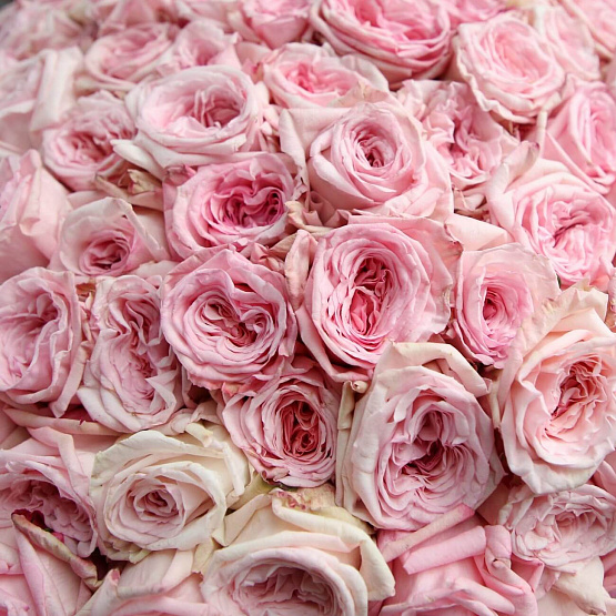 201 пионовидная роза Pink O’Hara