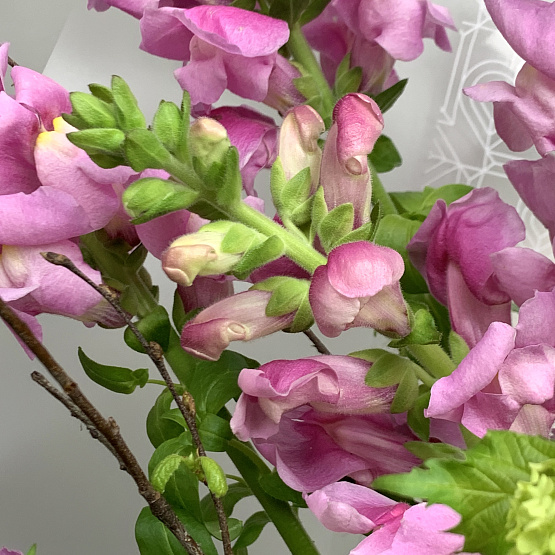 жажда весны