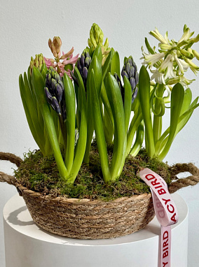 Корзина с гиацинтами