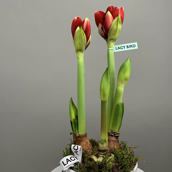 Яркое сердце