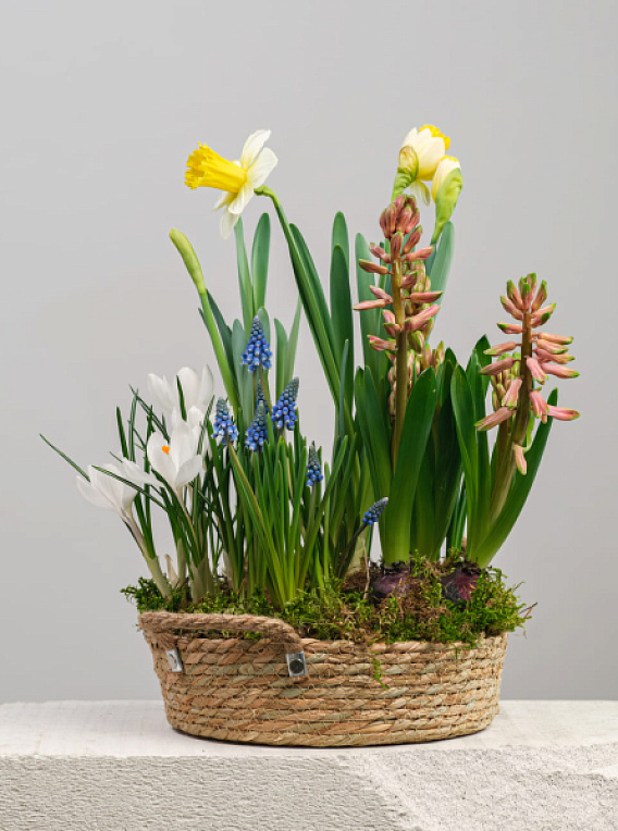 Первоцветы в корзине №2
