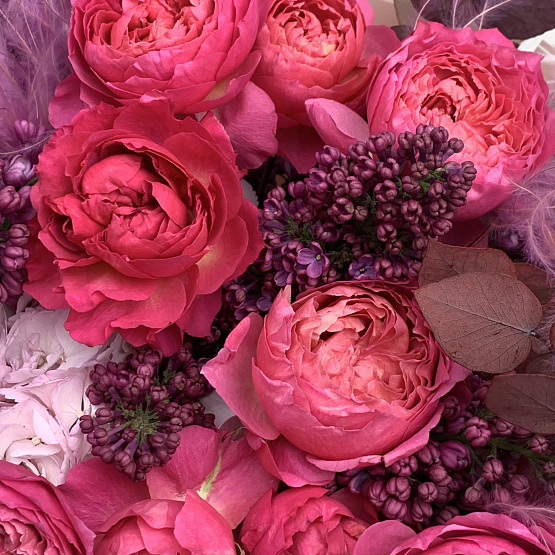 Дымчатая Сиринга