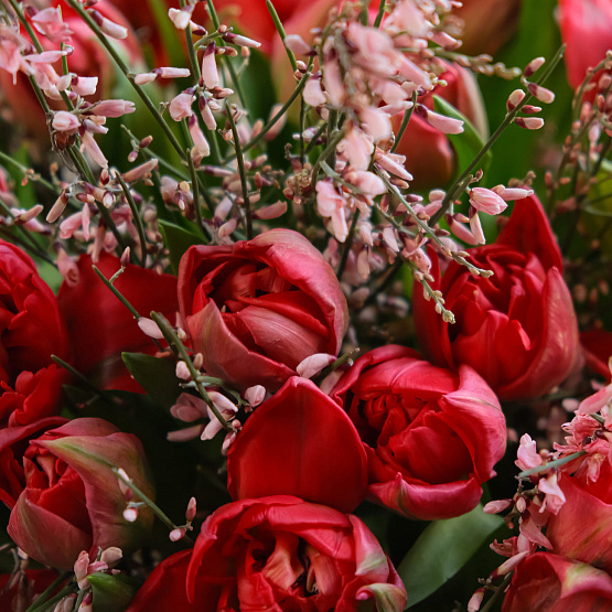 Дуобукет из красных тюльпанов и генисты