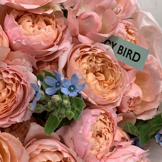 Мелодия нежности