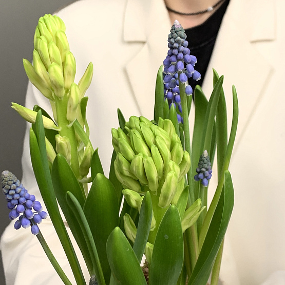 весенние эфемероиы