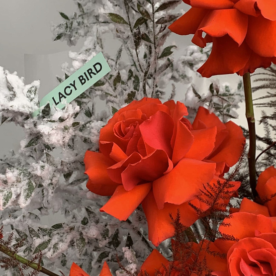 Пламенный румянец