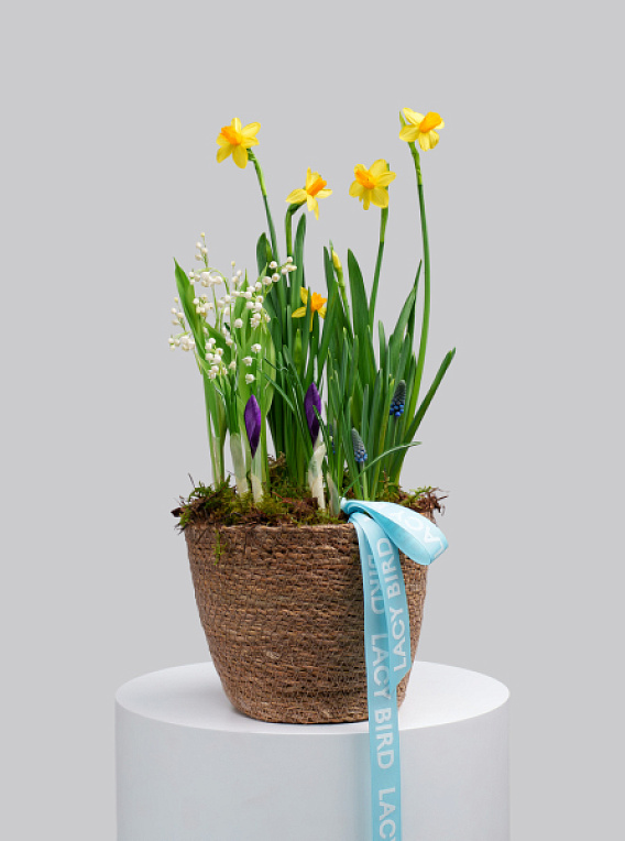 Первоцветы №8 (B2B)