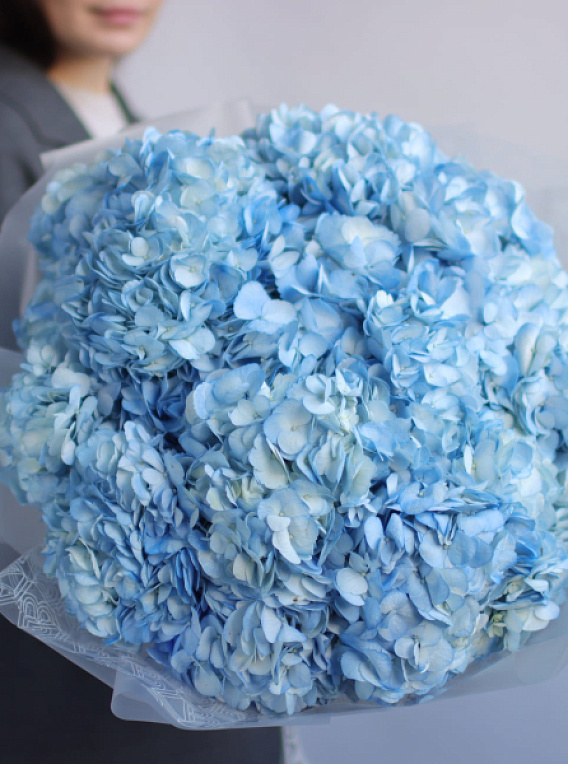 Blue Hydrangea