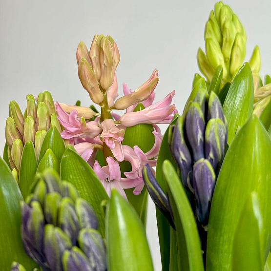 Корзина с гиацинтами