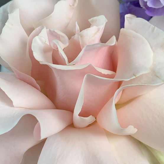 Сливовый зефир 