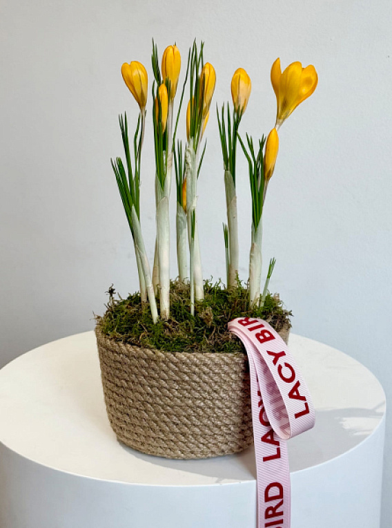 Крокусы в корзине