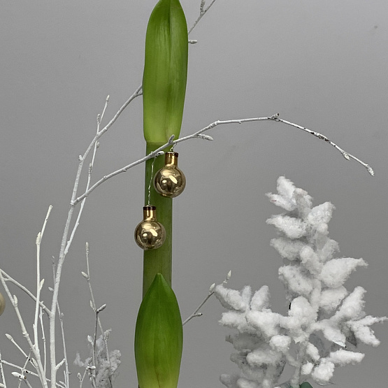 Луковка в снегу 